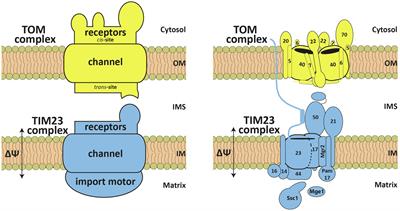 Coordinated Translocation of Presequence-Containing Precursor Proteins Across Two Mitochondrial Membranes: Knowns and Unknowns of How TOM and TIM23 Complexes Cooperate With Each Other